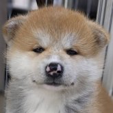 秋田犬