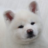 秋田犬