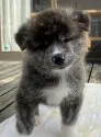 秋田犬【兵庫県・男の子・2021年9月12日・虎毛】の写真2