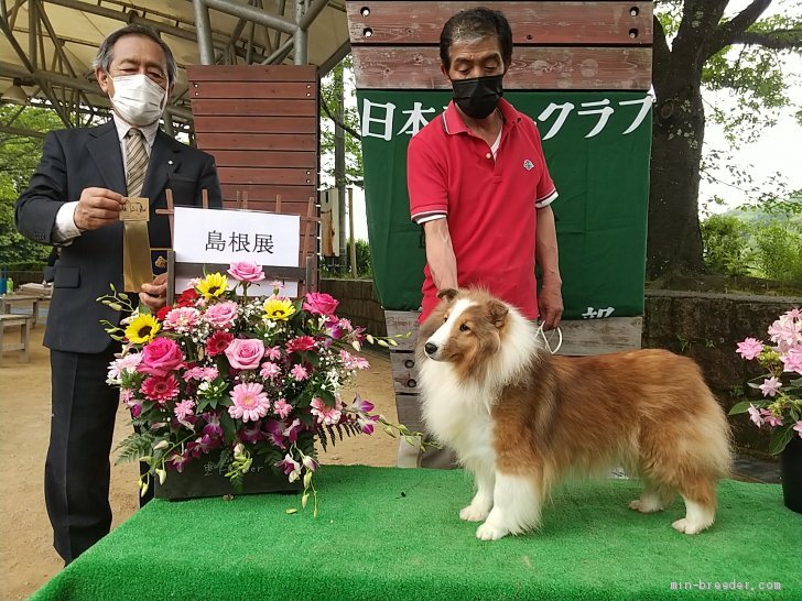 日本コリークラブ島根展｜川染　正隆(かわそめ　まさたか)ブリーダー(香川県・柴犬など・kc登録)の紹介写真1