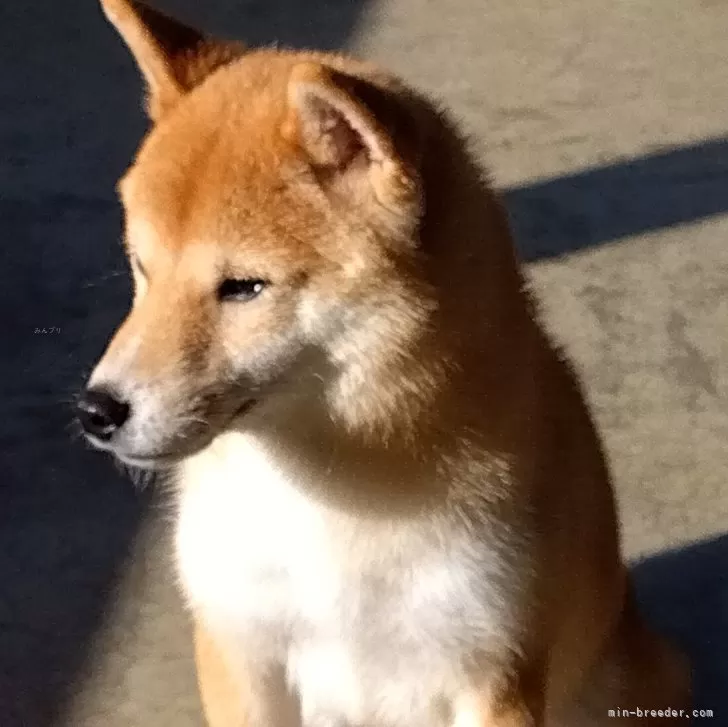 ID：2405-04967の子犬