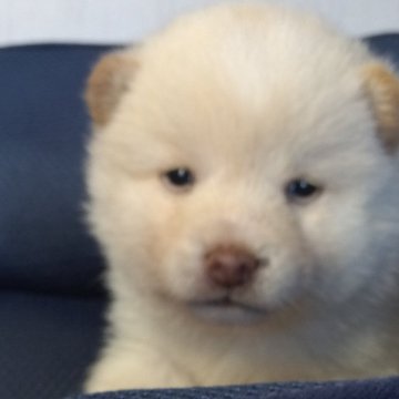 柴犬(豆柴)【香川県・男の子・2024年10月25日・白】の写真「両親豆柴認定犬
23日まで特価」