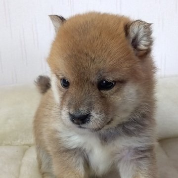 柴犬(豆柴)【香川県・女の子・2025年1月4日・赤】の写真「タヌキ顔のとても小さな女の子です。」