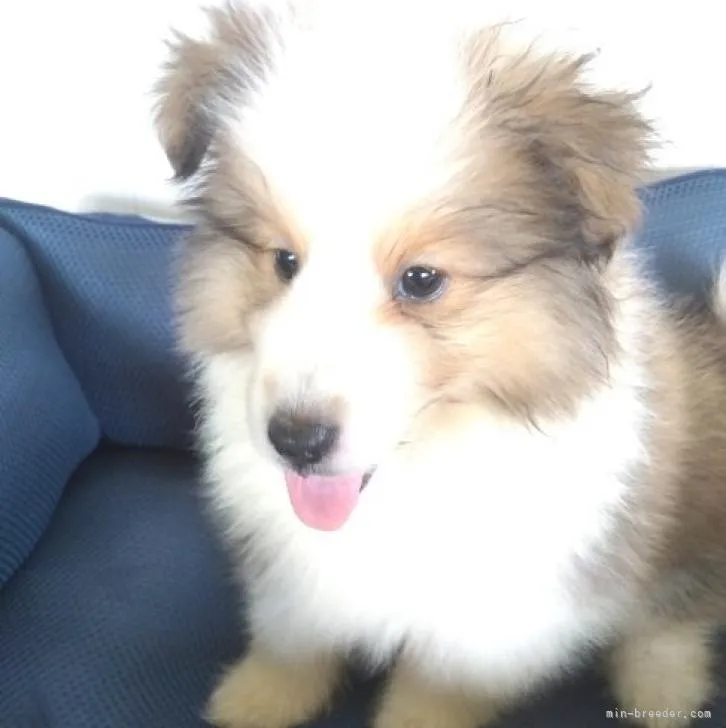 ID：2207-03502の子犬