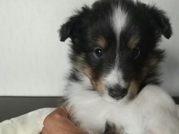 シェットランドシープドッグ【香川県・男の子・2022年2月13日・トライ】の写真「両親、共にコリークラブ チャンピオン」