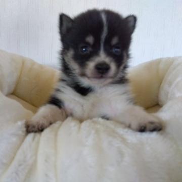 柴犬(豆柴)【香川県・女の子・2022年8月31日・黒色】の写真「両親豆柴認定犬の小さな女の子です。」