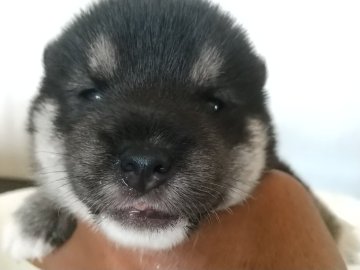 柴犬(豆柴)【香川県・女の子・2022年6月9日・黒色】の写真「狸顔の綺麗な女の子です。」