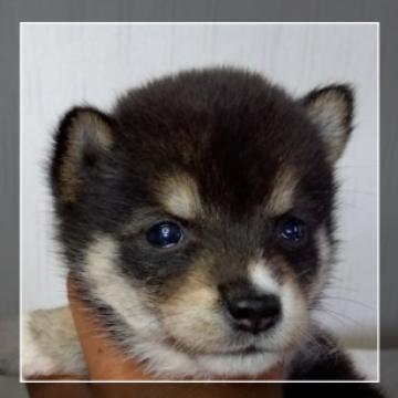柴犬(豆柴)【香川県・男の子・2022年8月31日・黒色】の写真「両親豆柴認定犬です。」