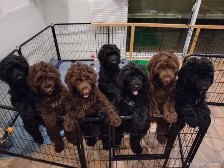 大矢　麗(おおや　れい)ブリーダー(東京都・ポーチュギーズ・ウォーター・ドッグ・JKC登録)の紹介写真2