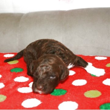 ポーチュギーズ・ウォーター・ドッグ【東京都・男の子・2025年11月11日・ブラウン&ホワイト】の写真「希少なブラウンにホワイトカラーのアクセント！」