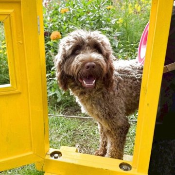 ポーチュギーズ・ウォーター・ドッグ【東京都・男の子・2024年7月21日・ブラウン】の写真「賢くて甘えん坊。話をよく聞いてくれるイケメンです。」
