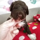 ポーチュギーズ・ウォーター・ドッグ