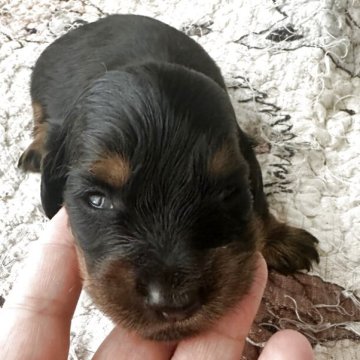 ミニチュアダックスフンド(ロング)【大阪府・男の子・2025年8月27日・ブラタンタン】の写真「とても可愛い男の子です」