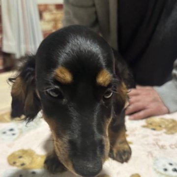 ミニチュアダックスフンド(ロング)【大阪府・男の子・2025年7月6日・ブラックタン】の写真「元気いっぱいな男の子です」