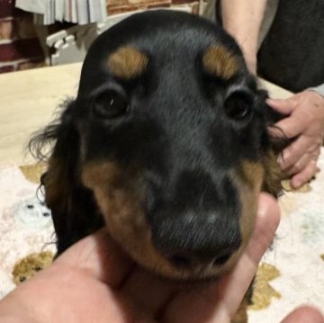 ミニチュアダックスフンド(ロング)【大阪府・女の子・2025年7月6日・ブラックタン】の写真「小さな女の子です」