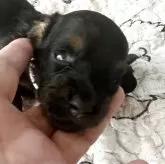 ミニチュアダックスフンド(ロング)【大阪府・女の子・2025年8月27日・ブラタンタン】の写真1