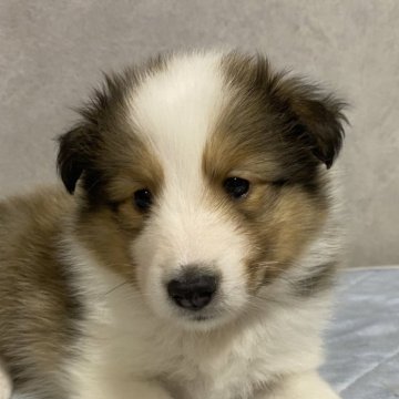 シェットランドシープドッグ【栃木県・男の子・2024年9月30日・セーブル&ホワイト】の写真「マイペースな子です」