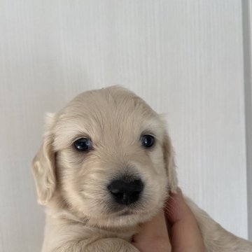 ミニチュアダックスフンド(ロング)【栃木県・男の子・2024年12月31日・イエロー】の写真「きれいな色の子デス！」