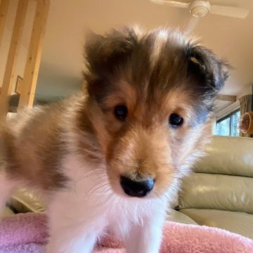 シェットランドシープドッグ【栃木県・男の子・2024年9月16日・セーブル&ホワイト】の写真「スクスク成長中。お父さん遺伝子クリア。」