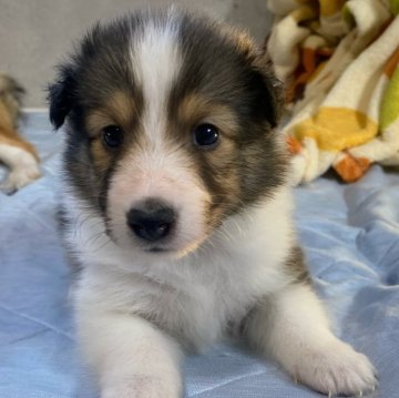 シェットランドシープドッグ【栃木県・女の子・2024年9月30日・セーブル&ホワイト】の写真「ブレーズがキレイな子です！」