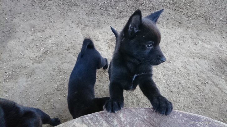 中本　幸治(なかもと　ゆきはる)ブリーダー(岡山県・甲斐犬・天然記念物甲斐犬愛護会登録)の紹介写真3