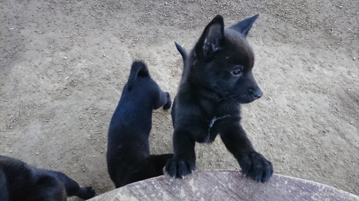 中本　まゆみ(なかもと　まゆみ)ブリーダー(岡山県・甲斐犬・天然記念物甲斐犬愛護会登録)の紹介写真3