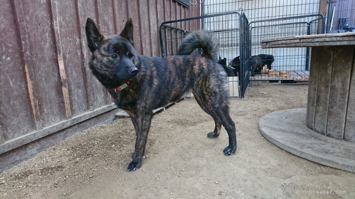 中本　幸治(なかもと　ゆきはる)ブリーダー(岡山県・甲斐犬・天然記念物甲斐犬愛護会登録)の紹介写真5