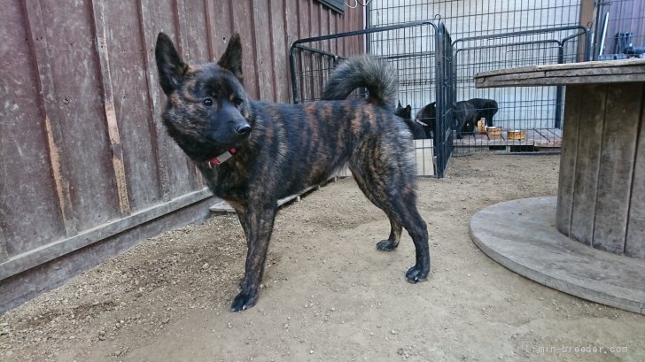 中本　まゆみ(なかもと　まゆみ)ブリーダー(岡山県・甲斐犬・天然記念物甲斐犬愛護会登録)の紹介写真5