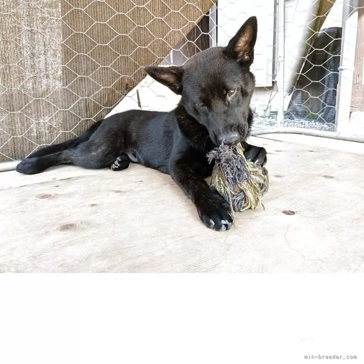 ID：2503-02471の子犬