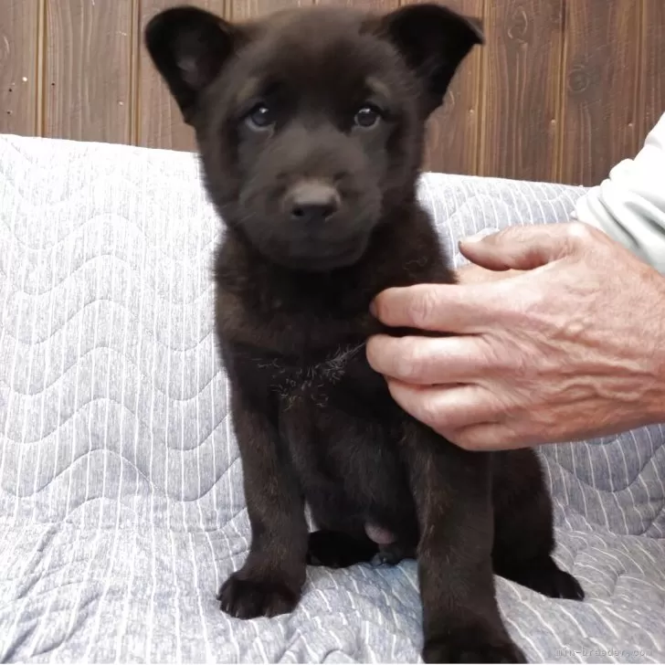 ID:2503-02477の子犬