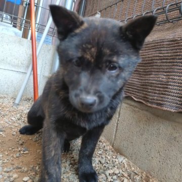 甲斐犬【岡山県・女の子・2024年11月15日・黒虎毛】の写真「小さめですが活発で元気いっぱい良く遊ぶ甘えん坊😊」