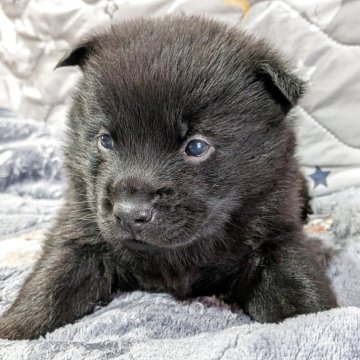 甲斐犬【岡山県・男の子・2025年10月30日・黒虎】の写真「おっとりした可愛い男の子です🍀」