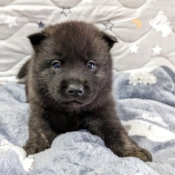 甲斐犬【岡山県・男の子・2025年10月31日・中虎】の写真「コロコロした活発な男の子です🍀」