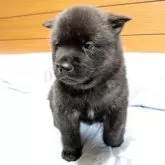 甲斐犬