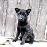 甲斐犬