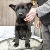 甲斐犬