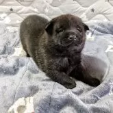 甲斐犬【岡山県・女の子・2025年10月31日・中虎】の写真3