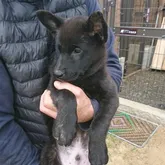 甲斐犬【岡山県・男の子・2022年8月9日・中虎毛】の写真2