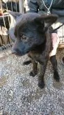 甲斐犬【岡山県・女の子・2021年9月7日・黒虎】の写真3