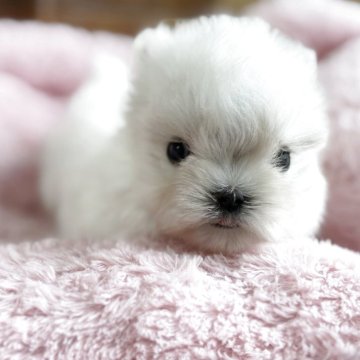 マルチーズ【愛知県・女の子・2025年10月16日・ホワイト】の写真「くりくりおめめの可愛い女の子🩷」