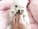 マルチーズ【愛知県・女の子・2025年10月16日・ホワイト】の写真4