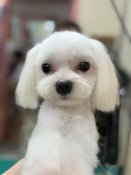 マルチーズ【・男の子・2021年6月6日・ホワイト】