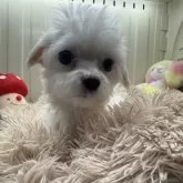 マルチーズ