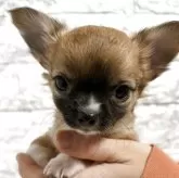 チワワ(ロング)