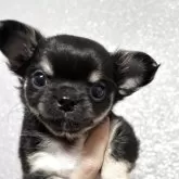 チワワ(ロング)