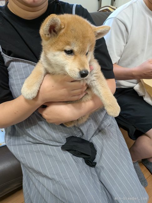 古下公彦ブリーダーのブログ：兄妹そろって！