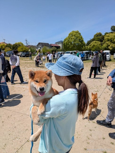 古下公彦ブリーダーのブログ：近畿連合展覧会