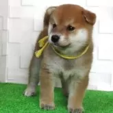 柴犬(標準サイズ)【大阪府・男の子・2025年7月22日・赤】の写真10