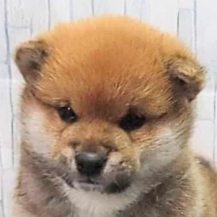 ID:2412-02439の子犬