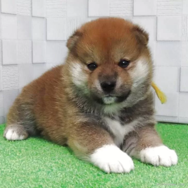 柴犬(標準サイズ)【大阪府・男の子・2025年4月18日・赤】の写真1「タヌキ顔の可愛い男の子!優秀血統でハイグレードなthe柴犬!ソックスが可愛いキュートな男の子」